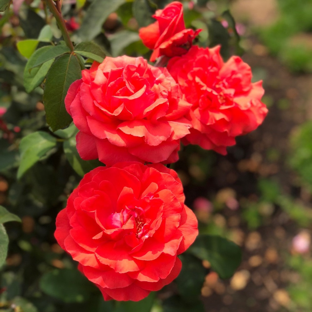 Meet your Posher, Joanna